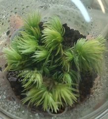 爪哇白髮苔｜Leucobryum javense